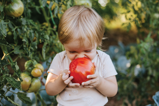 Toddler eating an apple